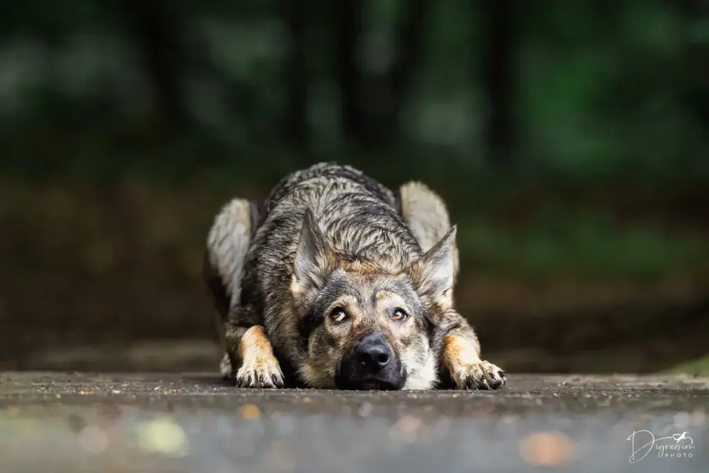 Chien loup - digression photo