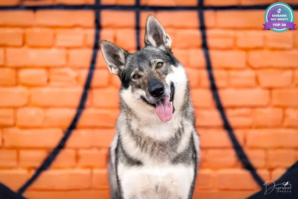 Chien loup tag basket