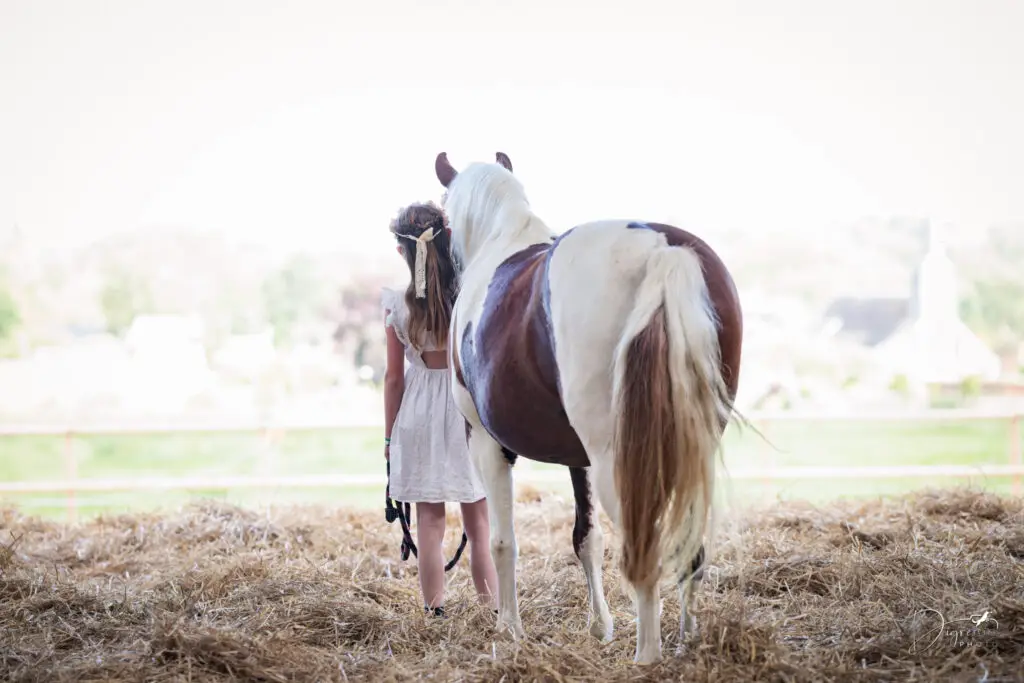 Seance photo cheval lille - digression photo