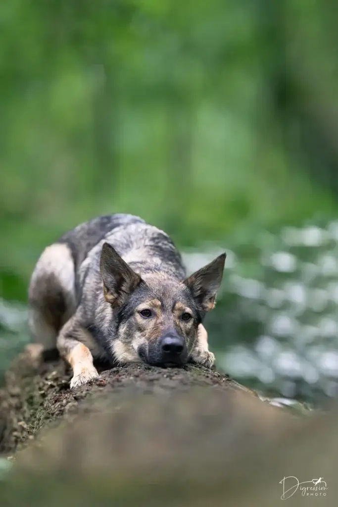 Photo chien foret nord