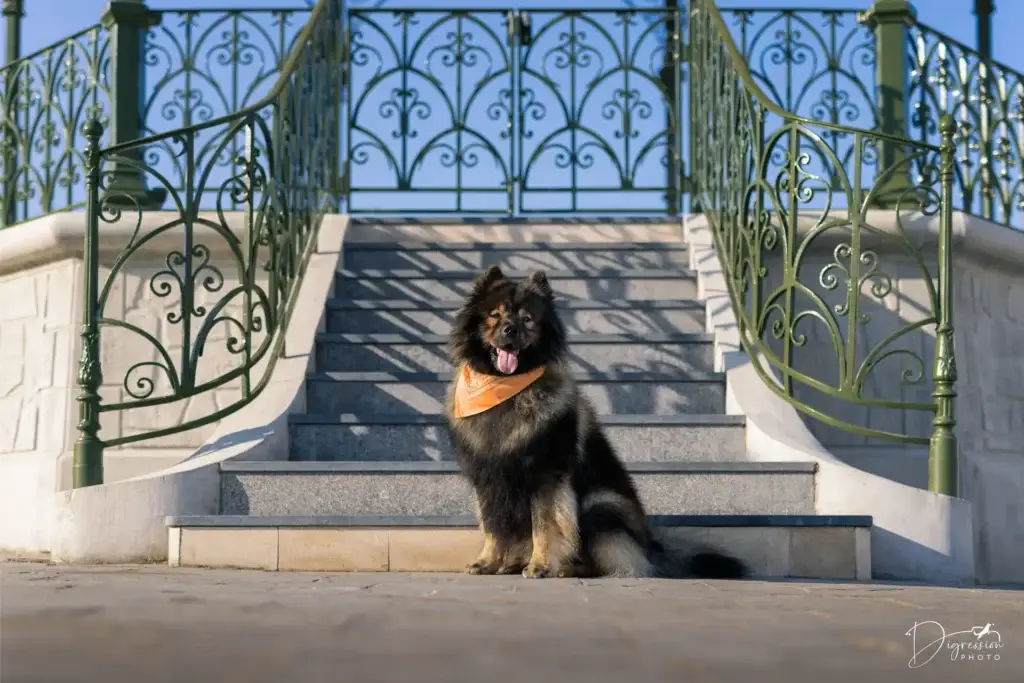 Chien eurasier kiosque wormhout